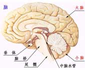 大脑